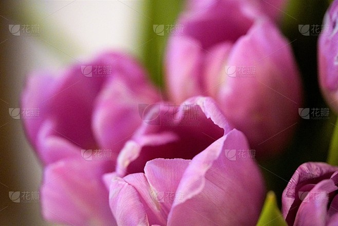 Close up view on bouquet of light pink tulip flowe