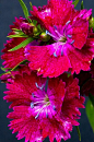 Dianthus 康乃馨