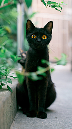 快看大猩猩采集到乌咪乌咪