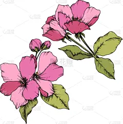 苹果花,粉色,植物学,铅笔,壁纸,植物群,春天,花,剪影