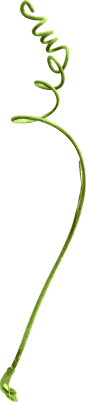 绿色树藤藤蔓树叶花藤枯枝藤条透明免抠PNG图案图片 PS设计素材 (42)
