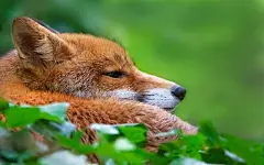 狡猾的狐狸图片壁纸桌面壁纸4