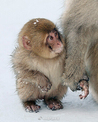 #玩雪球的小猴子#日本雪猴Macaca ...