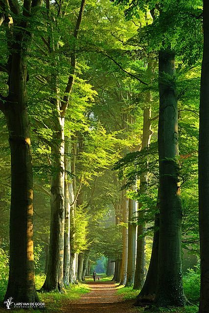 Forest path