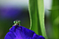 盛夏时光中的蜻蛉：“豌豆姑娘”独特之美