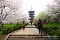 【武汉】东湖磨山樱园，最美的的东湖樱花！, 穿山甲1268旅游攻略