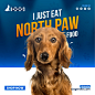 Pet food social media Advertising banner on Behance