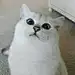 Vicky_Cat_