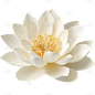 荷花免抠元素