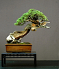 bonsai