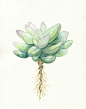 Simple Succulent - 8x10 - Print of Original Watercolor - Minimal Art - Nature - Plants - Botanical Art: 