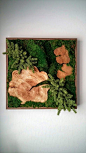 Beautiful Preserved Plants: Mood Moss, Sheet Moss, Wood Disks, artificial Donkey Tail Succulents. Frame: Wood with a dark walnut satin-finish. Origin: Hawaii, "Made in Hawaii"SpecificationsSold By Designs Reimagined, LLC Width 24" Depth 3&a