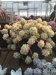 梦游——遇到某大棚的硬货！ - 景天科 Crassulaceae 浴花谷论坛