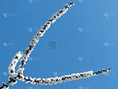 多伦多花枝展2013