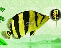 虎鱼水族观赏鱼海报壁纸  - 源文件下载【酷图网】虎鱼,红龙鱼,水族观赏鱼,红金鱼,小金鱼,大海,年年有鱼,水中锦鲤,户外,鱼池,深海鱼,水族生物,水下鱼群,观赏,背景,海报,素材,摄影,生物世界,小鱼大海,观赏鱼,观赏金鱼,鱼缸,鲜艳,鱼类,金鱼,锦鲤,鱼群,鱼,莲叶,莲花,鲤鱼,鲫鱼