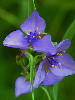 の未来采集到花草世界