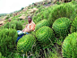 Spiral Aloe...Southern Africa