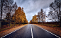 General 1920x1200 road trees fall