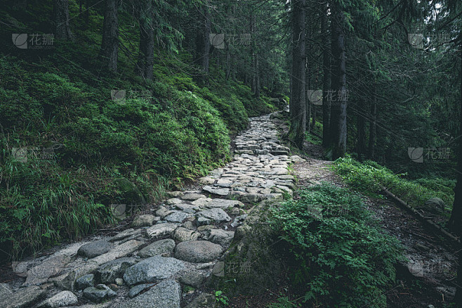 岩石的徒步路线穿过绿色的夏季森林在山上