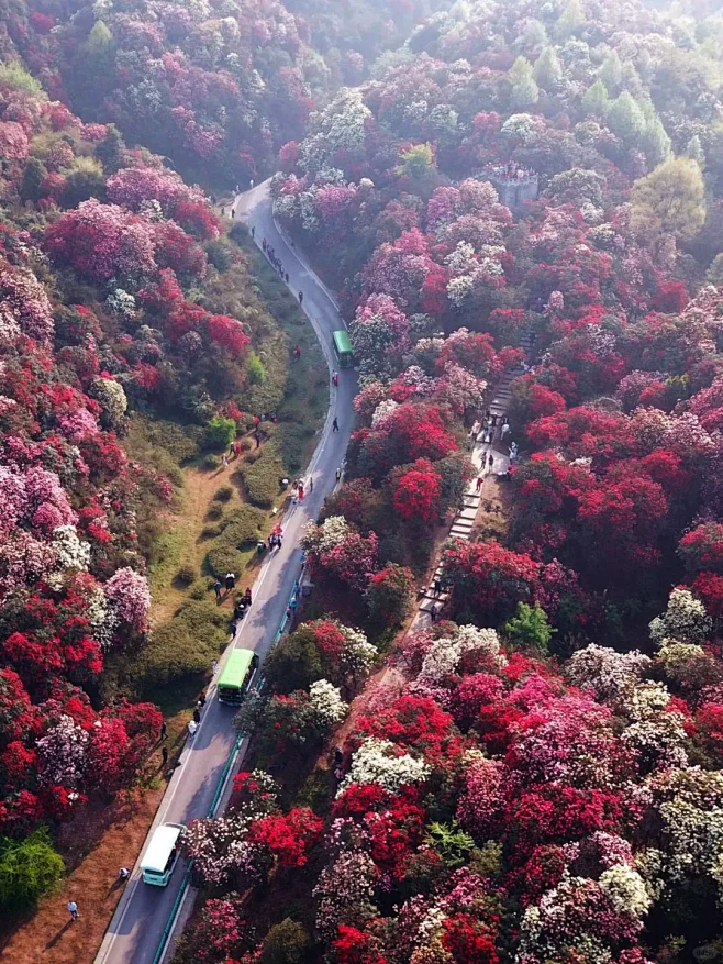 贵州百里杜鹃风景名胜区，杜鹃花海等您~