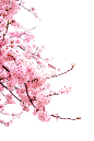 Kanji Uno在 500px 上的照片SAKURA -Cherry blossom-素材花
