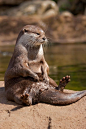 otter | River Otters and Sea Otters@北坤人素材