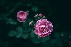 玫瑰花高清摄影素材