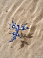 #大西洋海神海蛞蝓（Glaucus atlanticus）#名字和造型都太拉风！一种小型的远洋翼蓑海牛，俗称海燕，或蓝龙。海生腹足纲海神鳃科软体动物 。外型美得不像是地球上的生物。过去只在泛热带地区如墨西哥湾、澳洲可见，近年首度在台湾出现，可能和气候变迁有关。全球气温上升导致它们跟着食物一路向北。