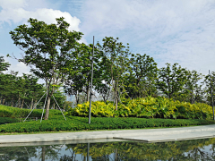 yunaaaa采集到公园植物景观