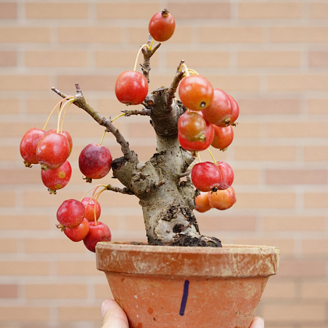 怡景园日本小品姬苹果姬国光花果盆景盆栽一物一拍五盆淘宝网