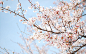 Blooming sour cherry tree