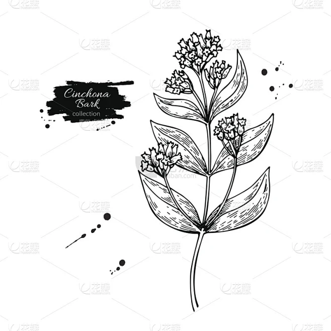 金鸡纳奎宁矢量图。孤立的药用花和叶。草本雕刻风格插图。素材-花瓣网