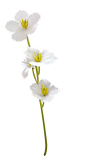 rena_easter_element (4).png : Фото, автор len6573 на Яндекс.Фотках