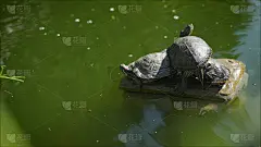乌龟坐在石头上晒太阳。小乌龟在湖上晒太阳。