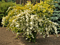 [1加仑]'金色喷泉'菱叶绣线菊 Spiraea 'Gold Fountain'-
喜阳耐半阴，耐寒性强，东北可露天过冬，耐零下30度低温，冬季落叶。

江浙地区花期三月下旬四月初，春季新叶金黄色，成年后新枝下垂，犹如金色瀑布。

 