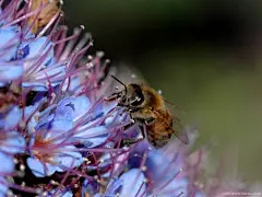 忙碌的蜜蜂花丛特写桌面高清壁纸桌面壁纸1