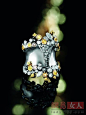WEMPE推出12款高级珠宝COSMORA系列_易女人@北坤人素材