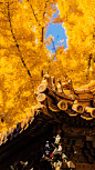这个秋天在故宫收集到的⑨张绝美秋景。大家好，我是默存， 一个 - 抖音