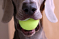 Linus loves a tennis ball!