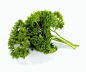 巴西利 法香 荷兰芹 parsley .皱叶巴西利 卷叶巴西利 #巴西利##香草##法香##parsley moss curled##植物##白色背景## 素材##bg#