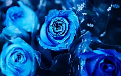 色泽迷人的蓝色妖姬高清桌面壁纸桌面壁纸1