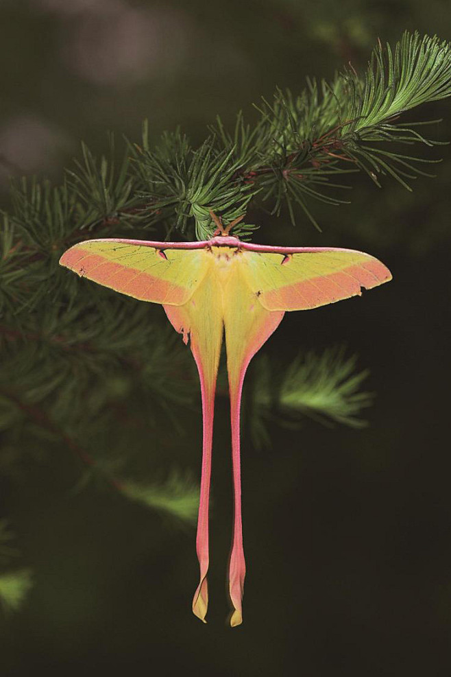 鳞翅目天蚕蛾科天蚕蛾