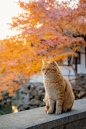 橘猫图鉴|欢迎进入全的世界 - 小红书