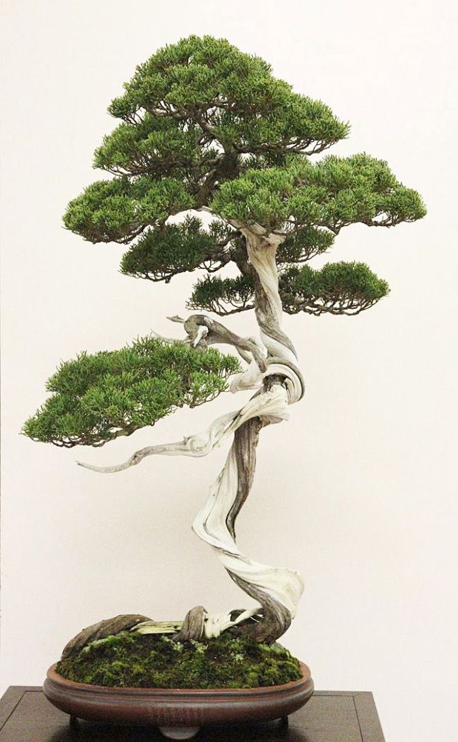 Bonsai...