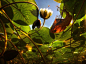 史蒂夫·林格曼（Steve Ringman）/西雅图时间（SEATTLE Times）一只蜜蜂在降落时，白水百合的花在华盛顿公园植物园的水中戳穿。 百合被开始的护垫所包围...