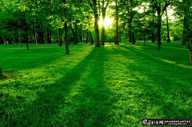 高清原始森林背景 绿色背景,生态健康环境...