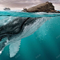 深海孤岛大鲸鱼雄起