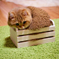 这有一猫，猫之大，一小盒子装不下。。ヽ(✿￫∀￩)ﾉ 哈哈哈♫