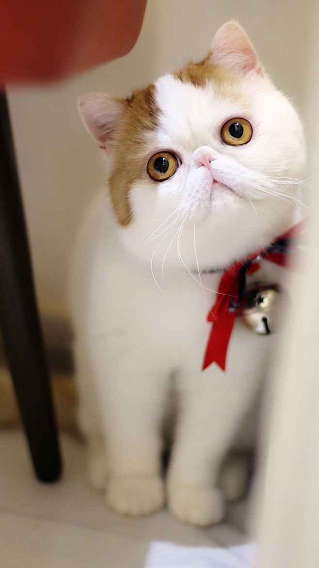 #萌宠# #动物# #猫咪# #猫与大腿...