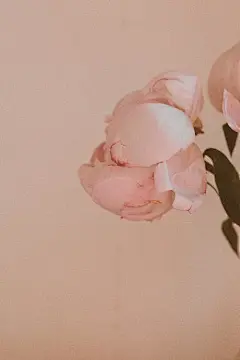 免费 垂直拍摄, 壁紙, 柔和的 的 免费素材图片 素材图片